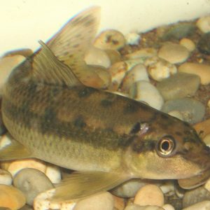 Golden Chinese Algae Eater (Gyrinocheilus aymonieri)