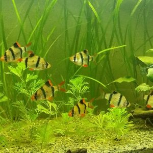 Golden Tiger Barb