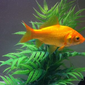 Goldfish (Carassius auratus)