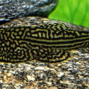 Goldring Butterfly Hillstream Loach (Sewellia lineolata)