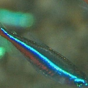 Green Neon (Paracheirodon simulans)