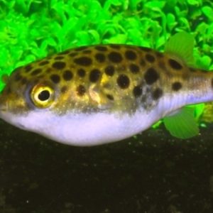 Green Round Spotted Puffer (Tetraodon nigroviridus)
