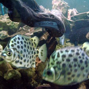 Green Scat (Scatophagus argus)