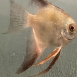 Green Seal Point Angel (Pterophyllum scalare)