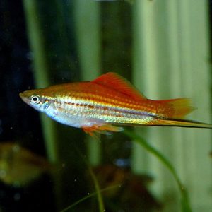 Green swordtail