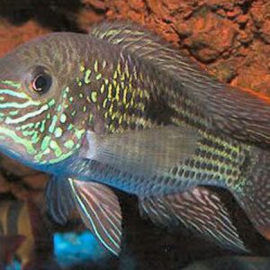 Green Terror (Aequidens rivulatus)