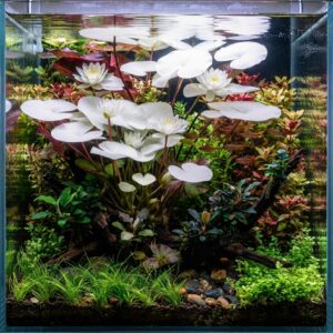 Water Garden Plants