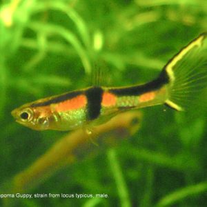 Guppy Endler's (Poecilia wingei)