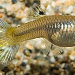 Guppy Female Mix (Poecilia reticulata)