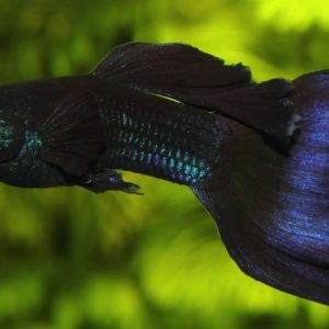 Guppy Male Blue Moscow (Poecilia reticulata)