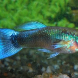 Guppy Male Blue Neon (Poecilia reticulata)