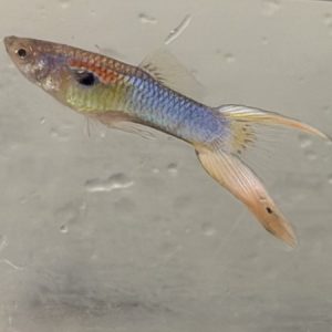 Guppy Male Crown Tail (Ocean Blue) – Poecilia reticulata