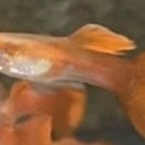 Guppy Male Full Red (Poecilia reticulata)