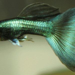 Guppy Male Green Moscow (Poecilia reticulata)