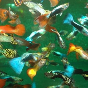 Guppy Male Mix (Poecilia reticulata)