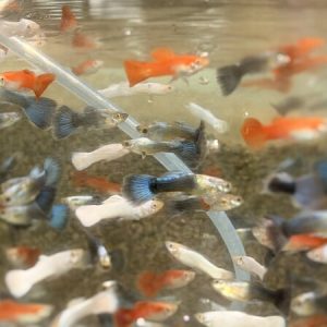 Guppy Male Mix (Red/White/Blue) – Poecilia reticulata