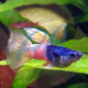 Guppy Male Pingu (Bumble Bee) – Poecilia reticulata