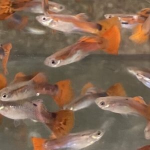 Guppy Male Pink (Poecilia reticulata)