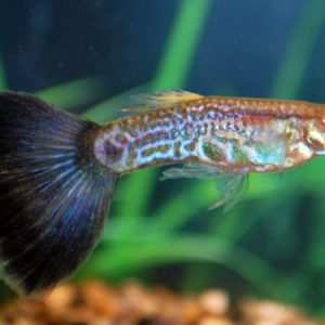 Guppy Male Purple (Poecilia reticulata)
