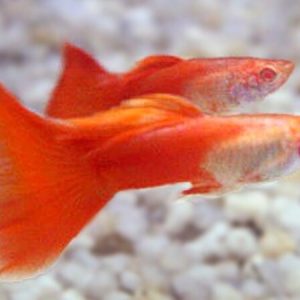 Guppy Male Red Moscow (Poecilia reticulata)