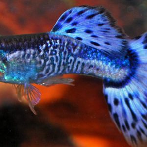 Guppy Male Snakeskin Blue (Poecilia reticulata)