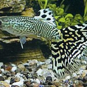 Guppy Male Snakeskin Green (Poecilia reticulata)