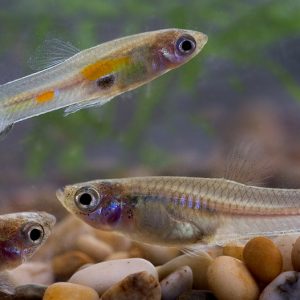 Guppy (Poecilia reticulata)
