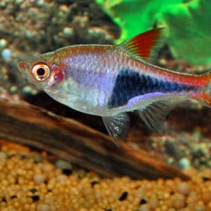 Harlequin Rasbora (Rasbora heteromorpha)