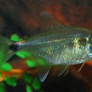 Head & Taillight (Hemigrammus ocellifer)