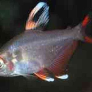 HY511 Tetra