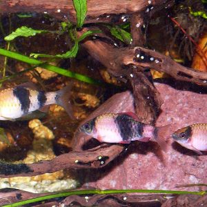 Indian Melon Barb (Puntius fasciatus)