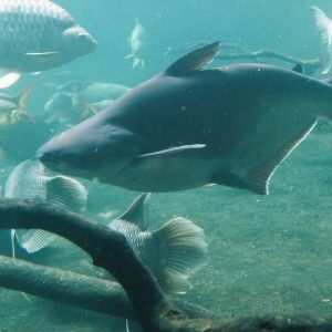 Iridescent Shark