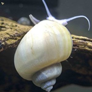 Ivory Mystery Snails (Ampularia gigas)