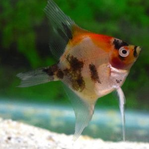 Koi Angel (Pterophyllum scalare koi)