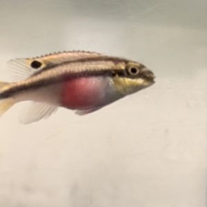 Kribensis Red (Pelvicachromis pulcher red)