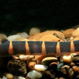 Kuhlii Loach (Pangio kuhlii)