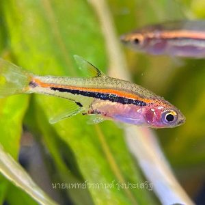 Least Rasbora (Boraras uropthalmoides)