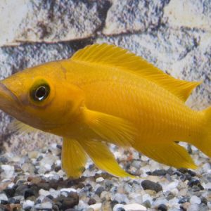 Lemon Cichlid