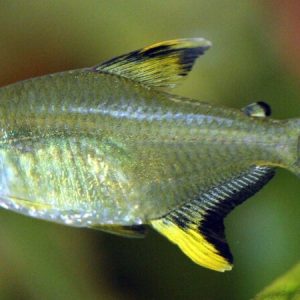 Lemon Tetra (Hyphessobrycon pulchripinnis)