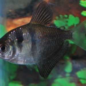 Longfin Black Tetra (Gymnocorymbus ternetzi)