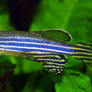 Longfin Blue Danio (Brachydanio kerri)