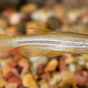 Longfin Gold Zebra Danio (Brachydanio rerio gold)