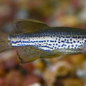 Longfin Leopard Danio (Brachydanio rerio)