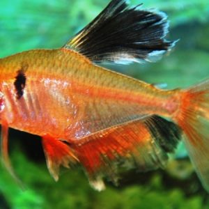 Longfin Serpae Tetra (Hyphessobrycon serpae)