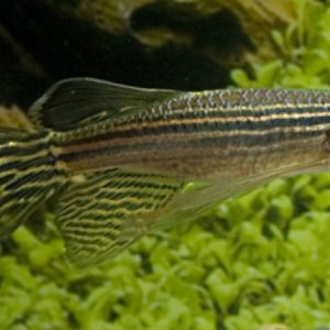 Longfin Zebra Danio (Brachydanio rerio)