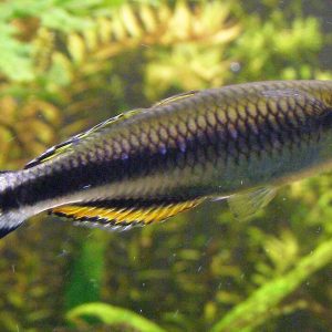 Madagascar Rainbow (Bedotia geayi)