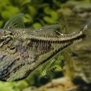 Marble Hatchet Peru (Carnegiella strigata)