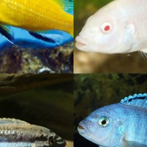 Mixed African Cichlids