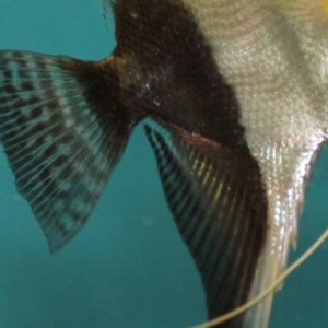 Mixed Angel Veiltail
