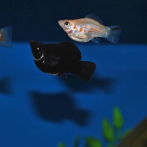 Molly Mix (Poecilia sphenops)